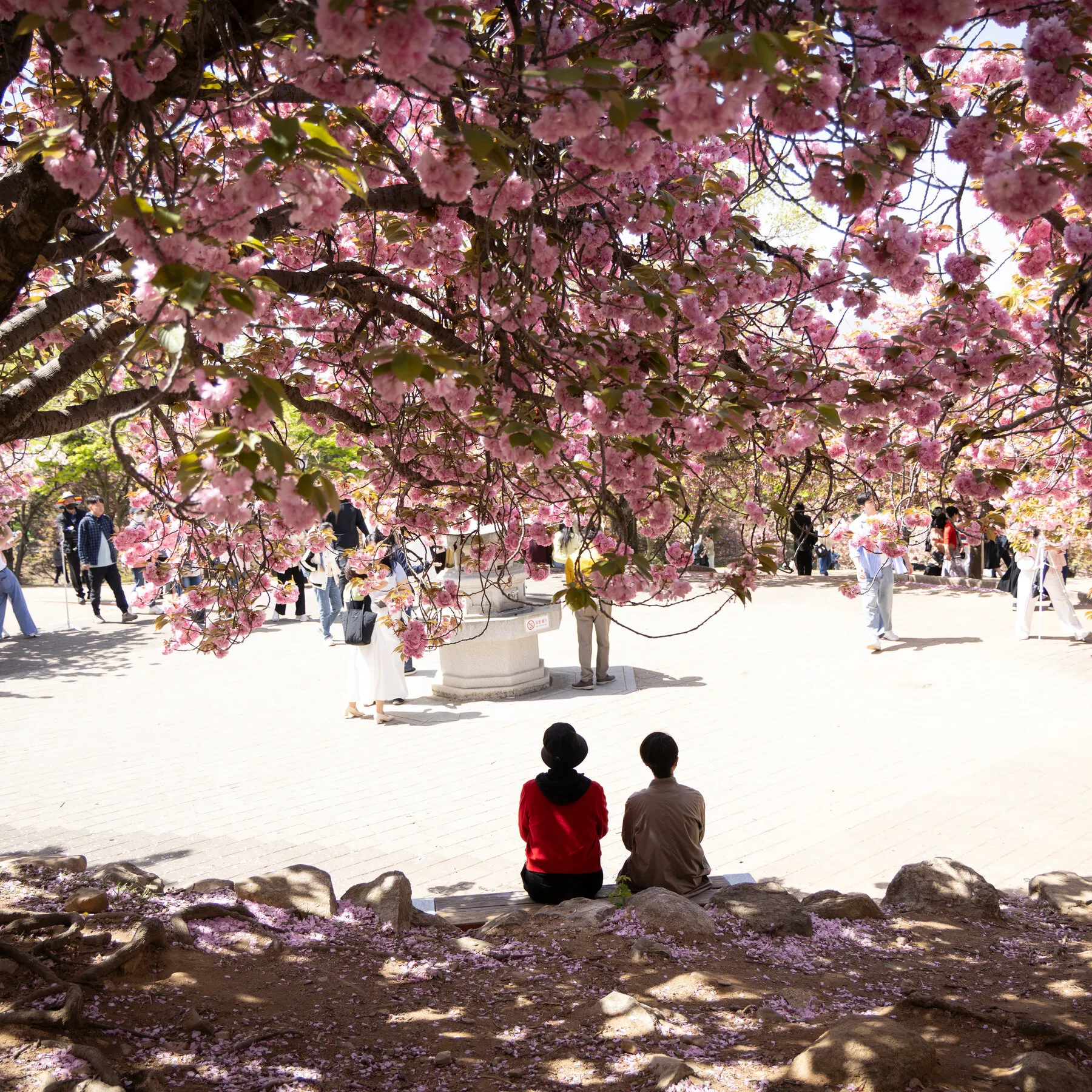 Japonların Geleneksel Hanami Rotası Genişliyor: Güney Kore'nin Kiraz Çiçekleri Büyülüyor